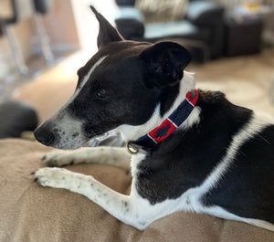 All Things Dog
