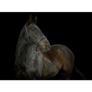 Gallop Leather Headcollar