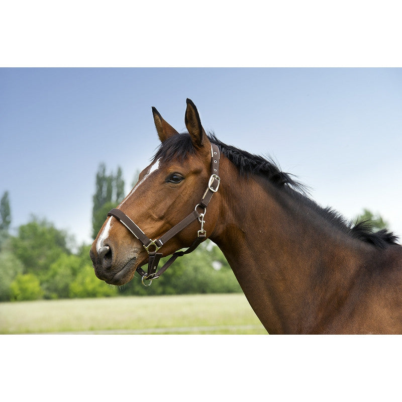 EquiTheme Stripe Fleece Lined Headcollar 5 Colours!!