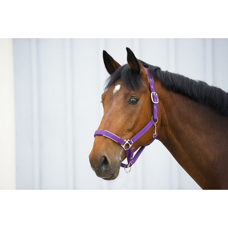 EquiTheme Stripe Fleece Lined Headcollar 5 Colours!!
